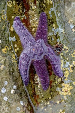 Purple Sea Star denizyıldızı kısmen gelgit havuzu su, British Columbia, Kanada batık.