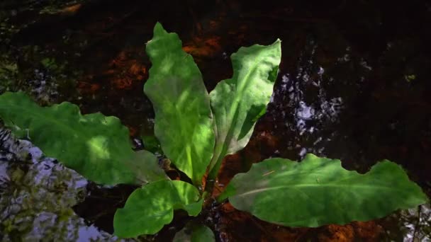 加拿大不列颠哥伦比亚省温哥华岛Lisichiton americanum Skunk Cabbage — 图库视频影像