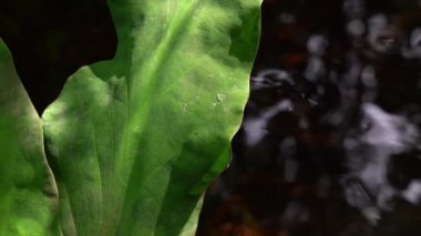 Skunk Cabbage, Lysichiton americanum, Vancouver Adası, British Columbia, Kanada