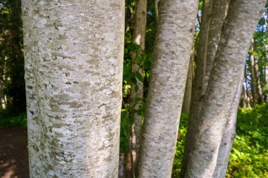 Scaly looking bark of Red Alder tree, Alnus rubra, Vancouver Island, BC, Canada clipart
