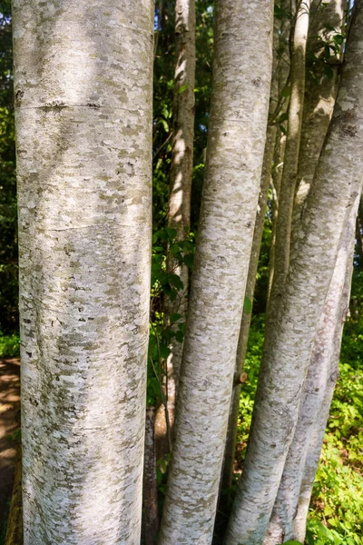 Scaly looking bark of Red Alder tree, Alnus rubra, Vancouver Island, BC, Canada