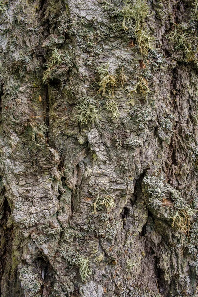 Detalhe de várias espécies de líquen que crescem na casca da árvore Douglas Fir — Fotografia de Stock