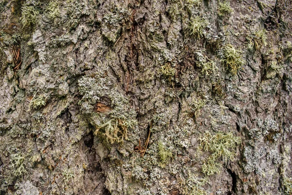 Detalhe de várias espécies de líquen que crescem na casca da árvore Douglas Fir — Fotografia de Stock