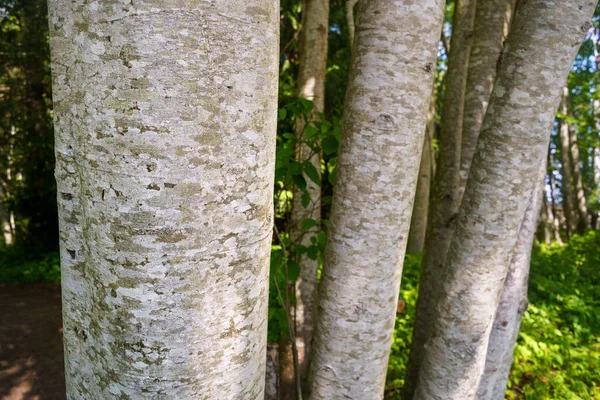 Skalisty wygląd kory czerwonej olchy, Alnus rubra, Vancouver Island, BC, Kanada Zdjęcia Stockowe bez tantiem