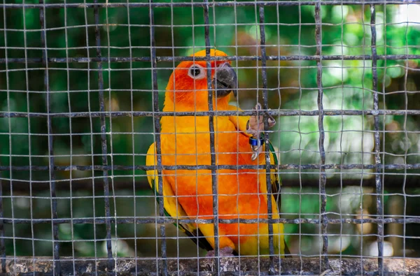 鹦鹉在笼子动物饲料 — 图库照片