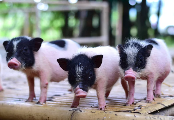 Schwein Kleinkörper Zwergschweine Miniatur — Stockfoto