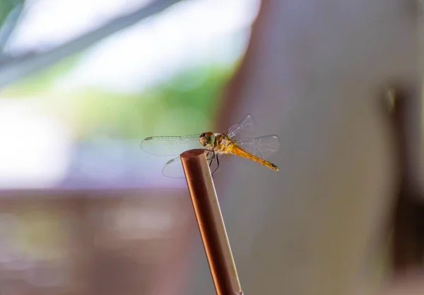 Dragonfly Good Environment Life — Stock Photo, Image