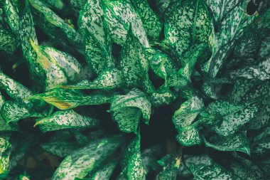 Yaprak yeşil ağaç desen antika arka plan yüzeyi