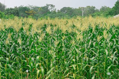 Mısır çiftliğine bitki ve gökyüzü parlak.