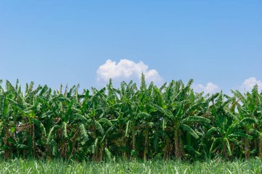 çiftlik muz ağacı yeşil parlak gökyüzü arka plan
