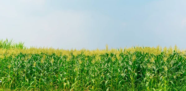 トウモロコシ農場植物や空には明るい — ストック写真