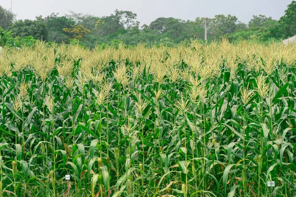 Mısır çiftliğine bitki ve gökyüzü parlak.