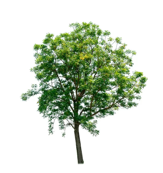 Albero Isolato Sfondo Bianco — Foto Stock