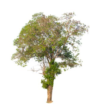 Göl kenarında ağaç beyaz arka plan üzerinde