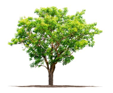 Göl kenarında ağaç beyaz arka plan üzerinde