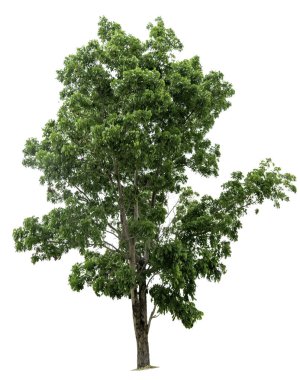 Göl kenarında ağaç beyaz arka plan üzerinde