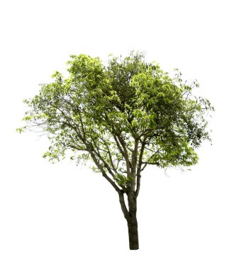 Göl kenarında ağaç beyaz arka plan üzerinde