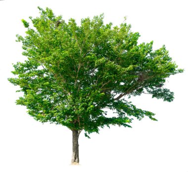 Göl kenarında ağaç beyaz arka plan üzerinde