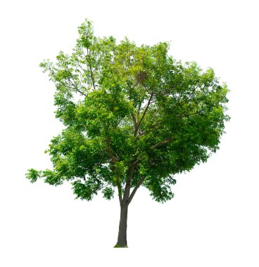 Göl kenarında ağaç beyaz arka plan üzerinde