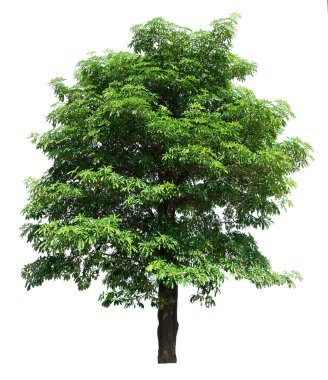 Göl kenarında ağaç beyaz arka plan üzerinde