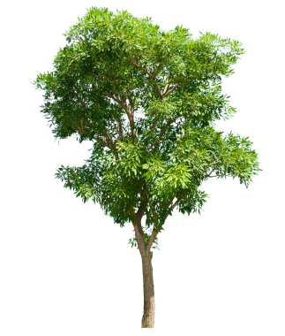 Göl kenarında ağaç beyaz arka plan üzerinde