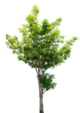 Göl kenarında ağaç beyaz arka plan üzerinde