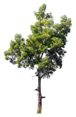 Göl kenarında ağaç beyaz arka plan üzerinde