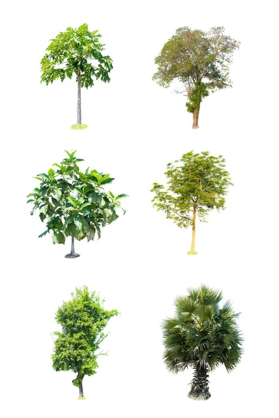 Verzameling Van Geïsoleerde Bomen Witte Achtergrond — Stockfoto