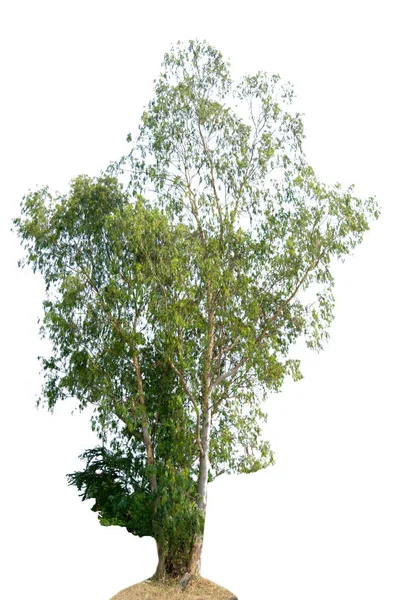 Δέντρο Της Απομονωμένη Λευκό Φόντο — Φωτογραφία Αρχείου