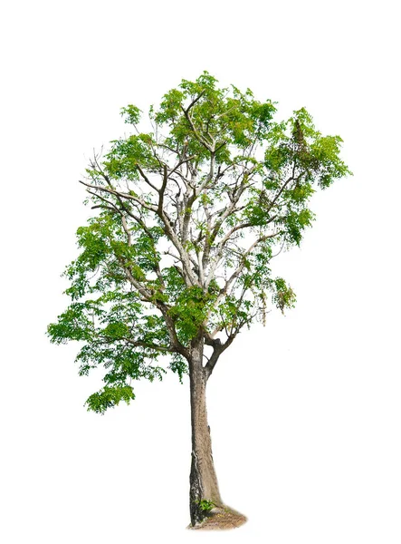 Tree Isolated White Background — Stock Photo, Image