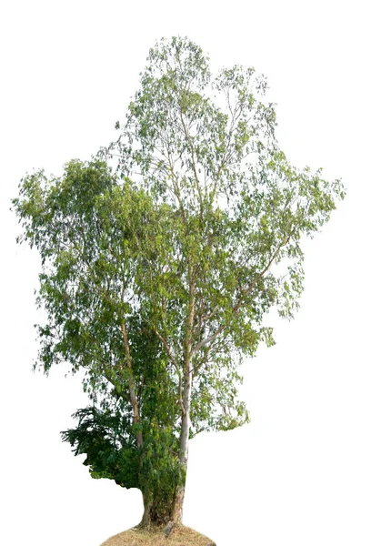 Δέντρο Της Απομονωμένη Λευκό Φόντο — Φωτογραφία Αρχείου