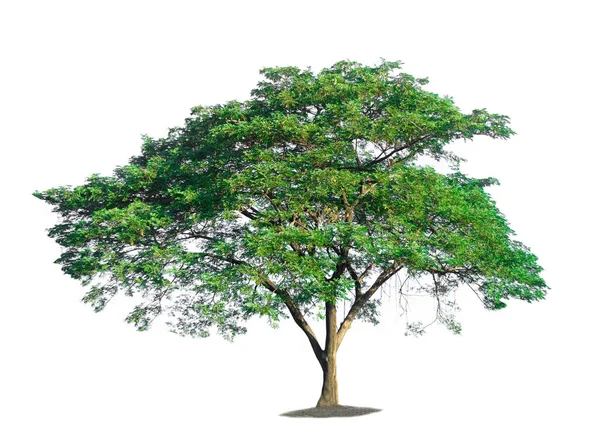 Albero Isolato Sfondo Bianco — Foto Stock