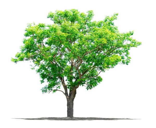 Göl kenarında ağaç beyaz arka plan üzerinde