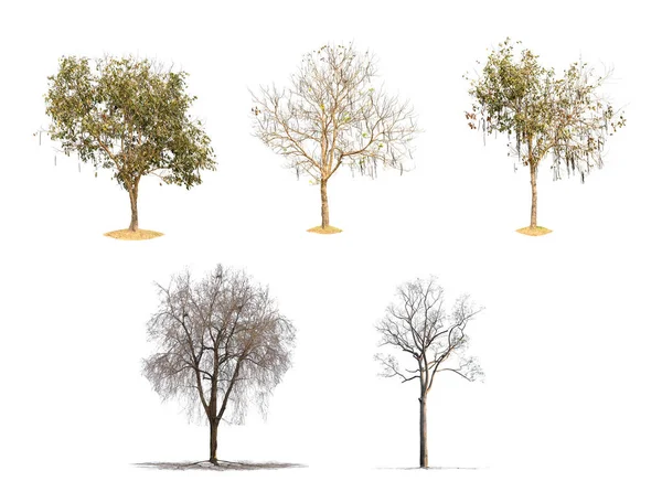 Collection Isolated Trees White Background — Stock Photo, Image