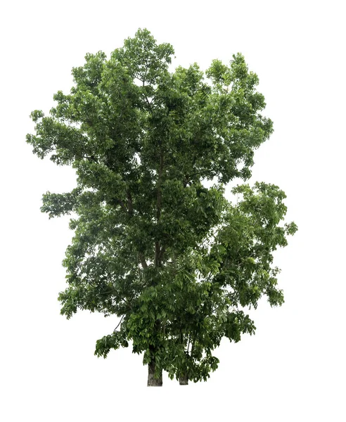 Tree Isolated White Background — Stock Photo, Image