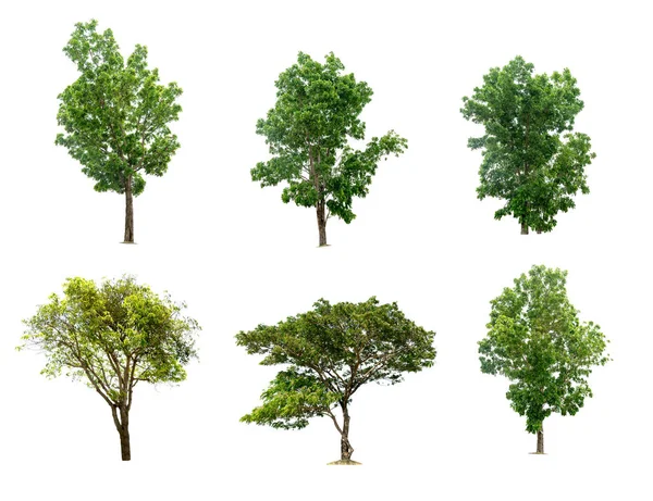 Collection of Isolated Trees on white background