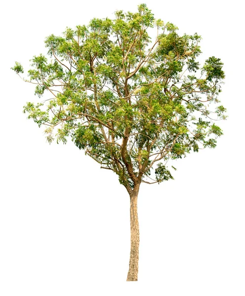 Drzewo Izolowany Białym Tle — Zdjęcie stockowe