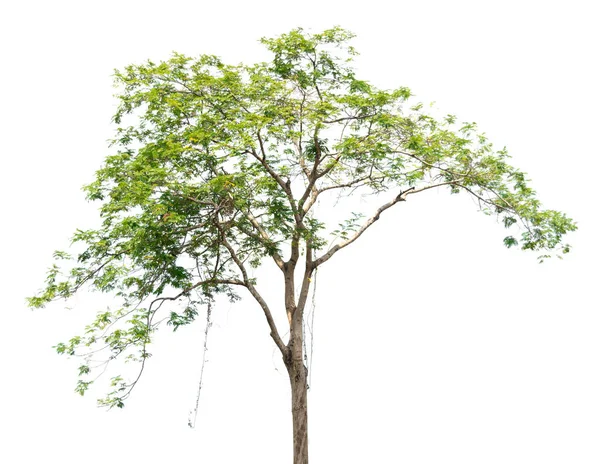 Albero Isolato Sfondo Bianco — Foto Stock