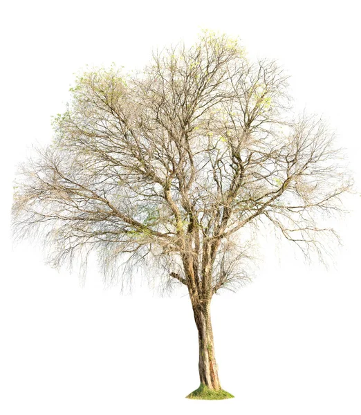 Arbre Isolé Sur Fond Blanc — Photo