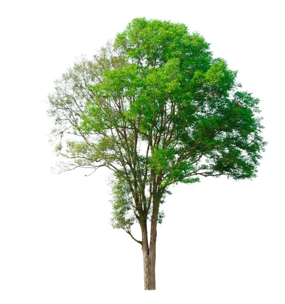 Árbol Aislado Sobre Fondo Blanco — Foto de Stock