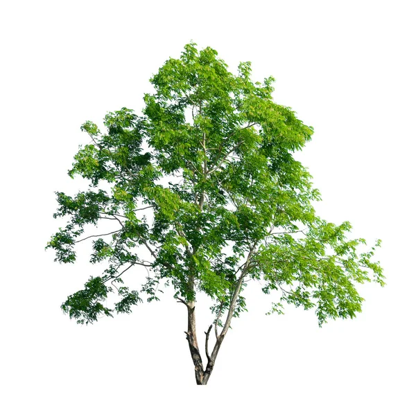 Albero Isolato Sfondo Bianco — Foto Stock