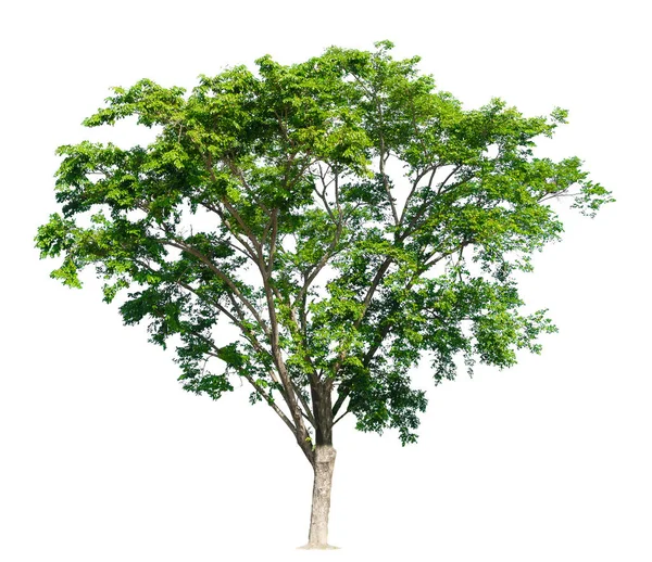 Isolerade Träd Vit Bakgrund — Stockfoto
