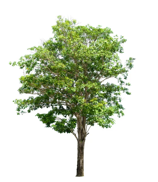 Isolerade Träd Vit Bakgrund — Stockfoto