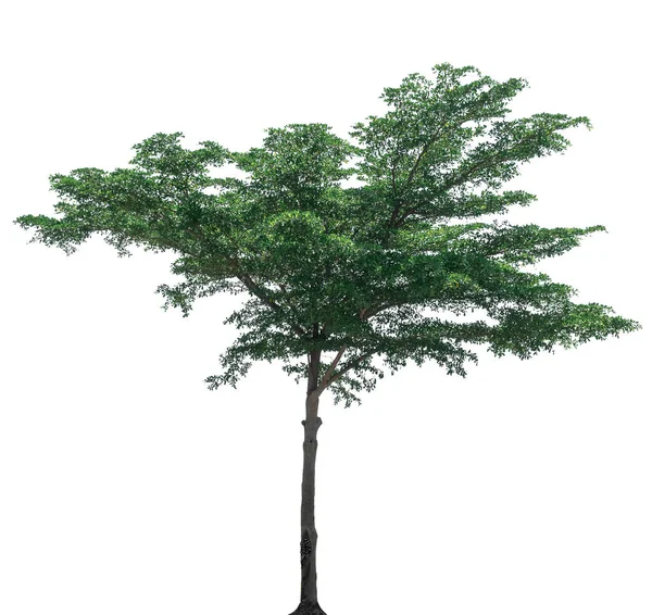 Albero Isolato Sfondo Bianco — Foto Stock