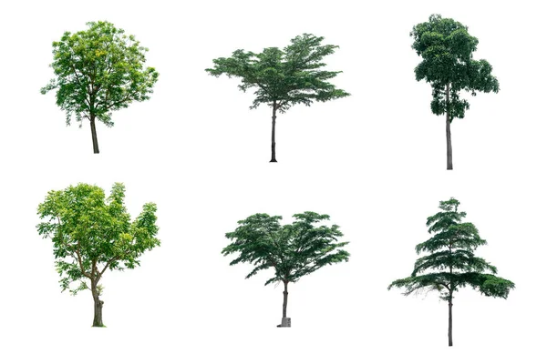Common Trees Of India Stock Photos Royalty Free Common Trees Of India Common Trees Of India Stock Photos Royalty Free Common Trees Of India