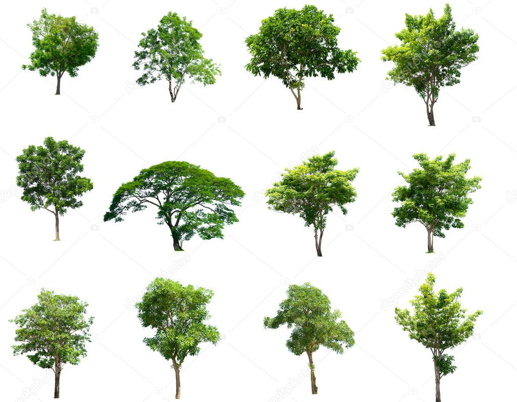 Collection of Isolated Trees on white background