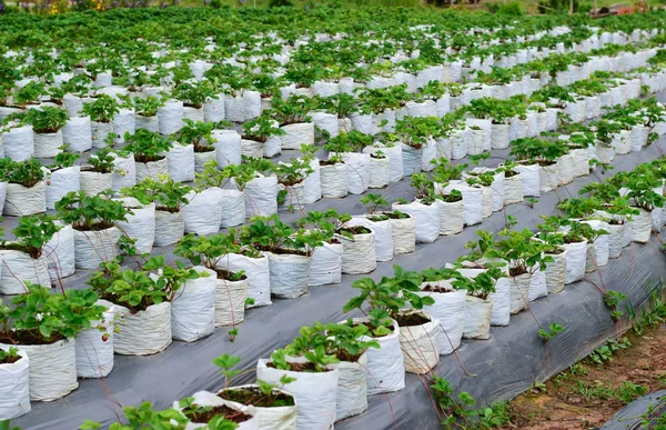 Granja Fresas Para Plantar Jardín —  Fotos de Stock