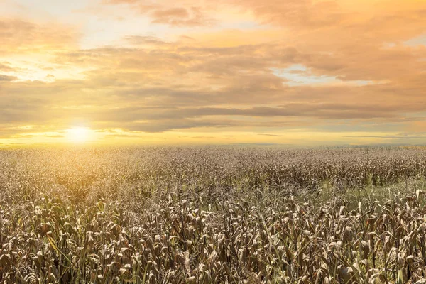 Dürre Globale Erwärmung Der Baum Verdorrte Heiße Sonne — Stockfoto