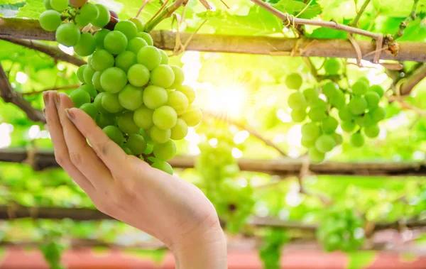Yeşil Üzüm Meyve Üzüm Bağı Güneş — Stok fotoğraf