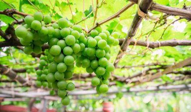 yeşil üzüm meyve üzüm bağı ve güneş